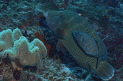 Raja Ampat 2016 - Cheilinus undulatus - Humphead Wrasse - Poisson Napoleon - IMG_4254_rc_filtered